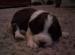 Springador puppies - Sale