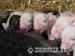 Genuine micro pigs - Sale