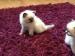 Pedigree GCCF Registered Ragdoll Kittens - Sale
