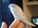 Handreared baby budgies - Sale