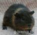 Rex and Teddy Guinea Pigs - Sale