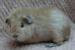 Rex and Teddy Guinea Pigs - Sale
