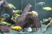 Malawi Cichlids - Sale