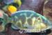 Malawi Cichlids - Sale