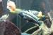 Malawi Cichlids - Sale