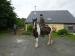 14.3HH 4 yr old gelding - Sale