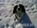 English Springer Spaniel Puppies - Sale