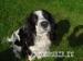 English Springer Spaniel Puppies - Sale