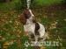 English Springer Spaniel Puppies - Sale