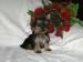 Yorkshire terrier - Predaj