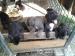 Cane corso - Predaj