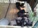Cane corso - Predaj