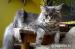 Maine coon - koťata s PP - Prodej