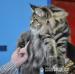 Maine coon - koťata s PP - Prodej