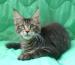 Maine coon rodowodowe kocieta do hodowania - Sprzedaż