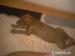 Americky pitbullterier Red Nose s PP - Predaj