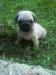 Mops - Predaj
