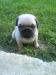 Mops - Predaj