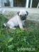 Mops - Predaj