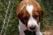 Welsh springer spaniel - Predaj