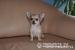 Sunia chihuahua długowłsa  z rodowodem  - Sprzedaż
