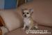 Sunia chihuahua długowłsa  z rodowodem  - Sprzedaż