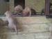 APBT red nose - Predaj