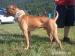 APBT red nose - Predaj