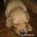 Labrador - Predaj