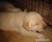 Labrador - Predaj