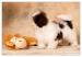 Shih Tzu - šteniatka - Predaj
