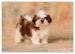 Shih Tzu - šteniatka - Predaj