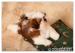 Shih Tzu - šteniatka - Predaj