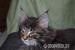 Maine Coon mit Papieren - Verkauf