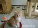 Maine Coon mit Papieren - Verkauf