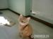Maine Coon mit Papieren - Verkauf