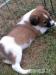 Jack Russell Welpen - Verkauf
