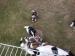 Jack Russell Welpen - Verkauf