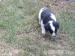 Jack Russell Welpen - Verkauf