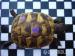 Griechische Landschildkröten Thb 1 und 2 jährige - Verkauf