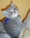 Ezüst-tabby brit rövidszőrű cicák - Eladás
