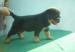 Rottweiler kölykök - Eladás