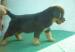 Rottweiler kölykök - Eladás