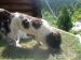 Steniatka Lagotto Romagnolo, cistokrvne - Predaj