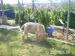 Steniatka Lagotto Romagnolo, cistokrvne - Predaj