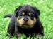 Rottweiler - šteniatka s PP - Predaj