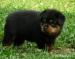 Rottweiler - šteniatka s PP - Predaj