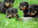 Rottweiler - šteniatka s PP - Predaj