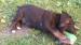 Cane Corso s výborným rodokmeňom, psik - Predaj