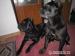 Cane Corso s výborným rodokmeňom, psik - Predaj